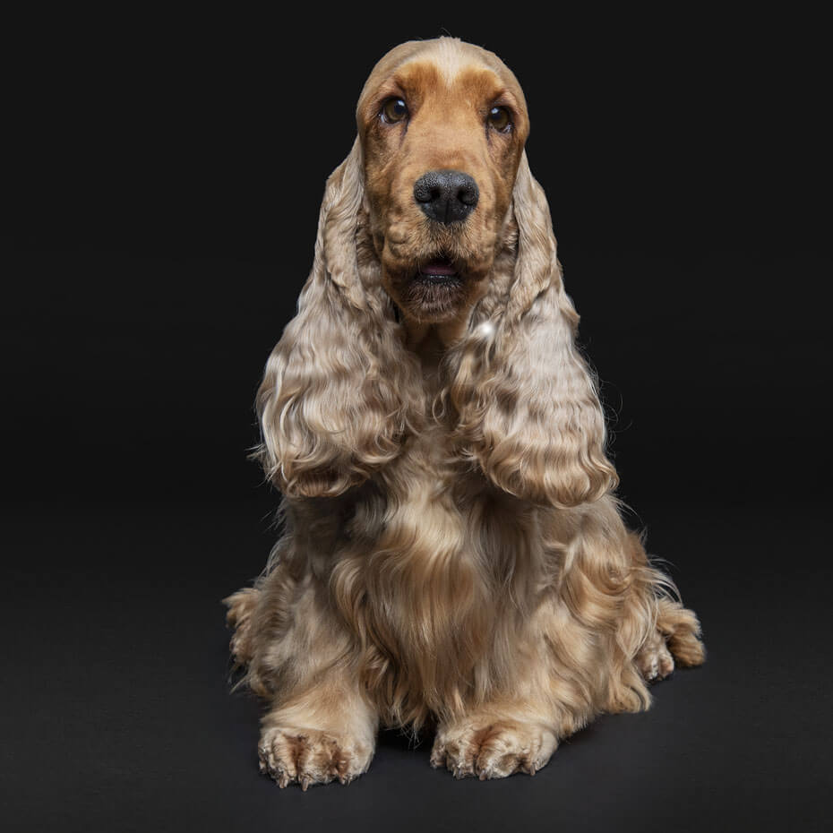 Why Is My Dogs Skin Pink